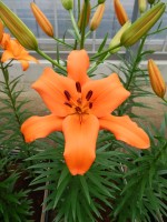 [5020 Brunello No01.JPG]